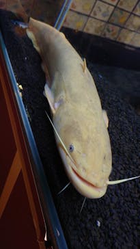 カワスイ 川崎⽔族館に投稿された画像（2021/6/12）