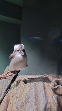 カワスイ 川崎⽔族館に投稿された画像（2021/6/12）