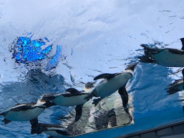 サンシャイン水族館に投稿された画像（2021/6/12）