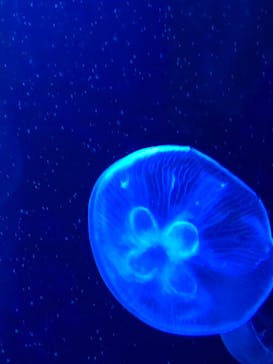 サンシャイン水族館に投稿された画像（2021/6/12）