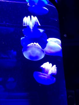 サンシャイン水族館に投稿された画像（2021/6/12）