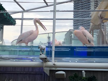 サンシャイン水族館に投稿された画像（2021/6/12）