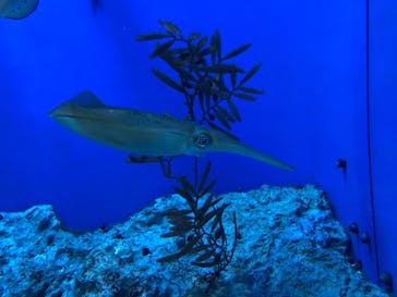サンシャイン水族館に投稿された画像（2021/6/12）