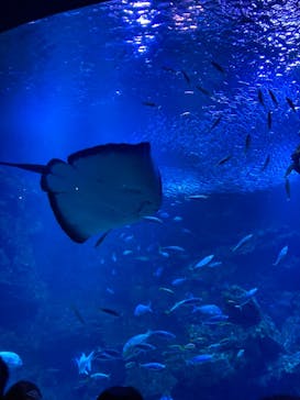 京都水族館に投稿された画像（2021/6/12）