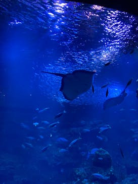 京都水族館に投稿された画像（2021/6/12）