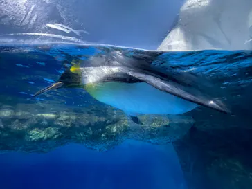 横浜・八景島シーパラダイスに投稿された画像（2021/6/12）