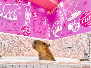 原宿かわいい動物園に投稿された画像（2021/6/12）