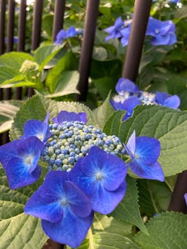 江戸東京たてもの園に投稿された画像（2021/6/12）