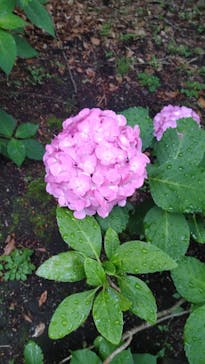 特別展「国宝　鳥獣戯画のすべて」に投稿された画像（2021/6/12）