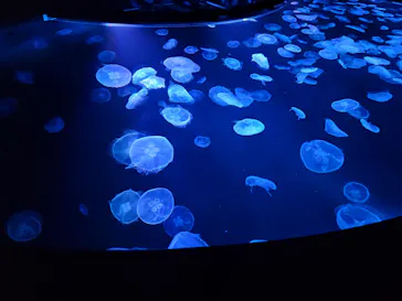 すみだ水族館に投稿された画像（2021/6/12）