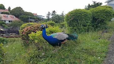 伊豆シャボテン動物公園に投稿された画像（2021/6/12）