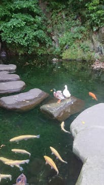 箱根湯本温泉 天成園に投稿された画像（2021/6/12）