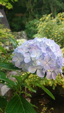 箱根湯本温泉 天成園に投稿された画像（2021/6/12）