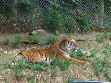 秋吉台自然動物公園 サファリランドに投稿された画像（2021/6/12）