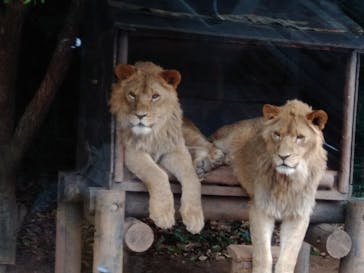 秋吉台自然動物公園 サファリランドに投稿された画像（2021/6/12）