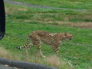 秋吉台自然動物公園 サファリランドに投稿された画像（2021/6/12）