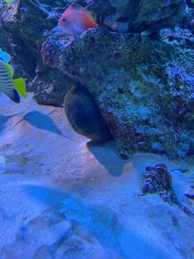 新江ノ島水族館に投稿された画像（2021/6/13）