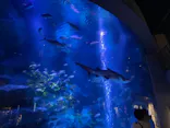 すみだ水族館に投稿された画像（2021/6/13）