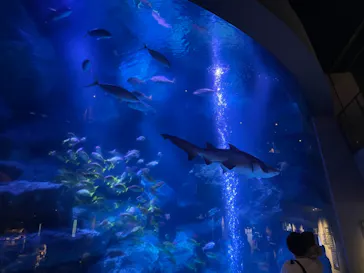 すみだ水族館に投稿された画像（2021/6/13）