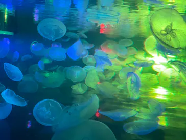 すみだ水族館に投稿された画像（2021/6/13）