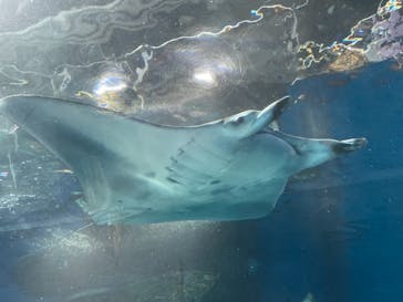 マクセル アクアパーク品川に投稿された画像（2021/6/13）