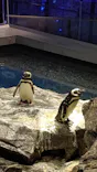 すみだ水族館に投稿された画像（2021/6/13）
