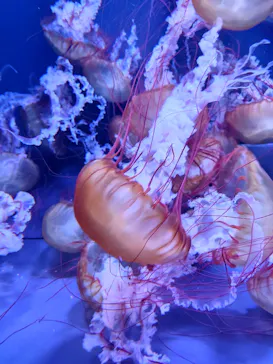 すみだ水族館に投稿された画像（2021/6/13）