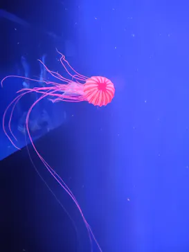 すみだ水族館に投稿された画像（2021/6/13）