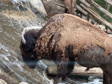 群馬サファリパークに投稿された画像（2021/6/13）