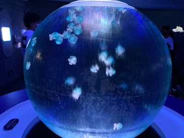 新江ノ島水族館に投稿された画像（2021/6/13）