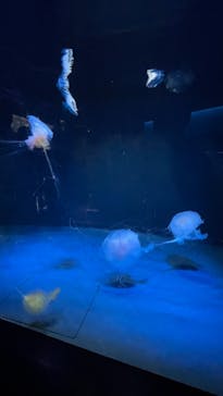 京都水族館に投稿された画像（2021/6/13）
