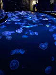 すみだ水族館に投稿された画像（2021/6/13）
