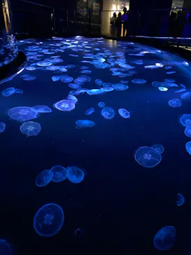 すみだ水族館に投稿された画像（2021/6/13）