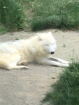那須どうぶつ王国に投稿された画像（2021/6/13）