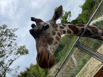 しろとり動物園に投稿された画像（2021/6/13）