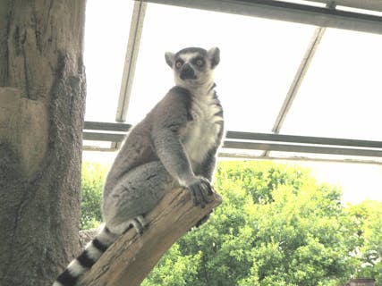 神戸どうぶつ王国 口コミ一覧 アソビュー