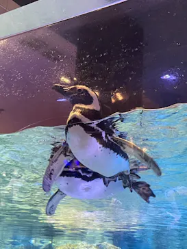 すみだ水族館に投稿された画像（2021/6/13）