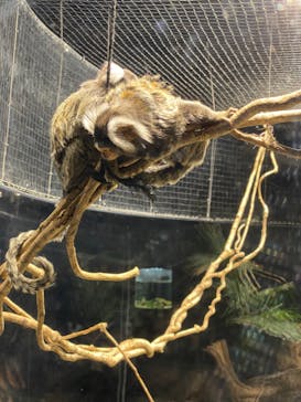 カワスイ 川崎⽔族館に投稿された画像（2021/6/13）