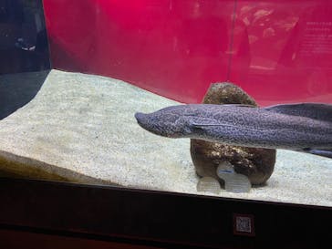 カワスイ 川崎⽔族館に投稿された画像（2021/6/13）