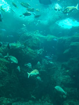 新江ノ島水族館に投稿された画像（2021/6/13）