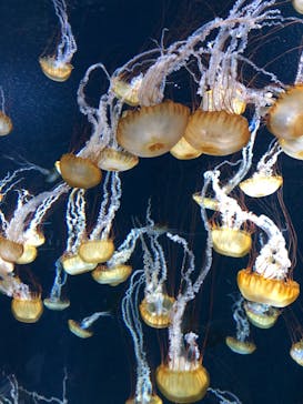 新江ノ島水族館に投稿された画像（2021/6/13）