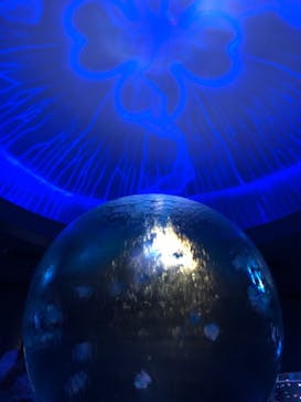 新江ノ島水族館に投稿された画像（2021/6/13）