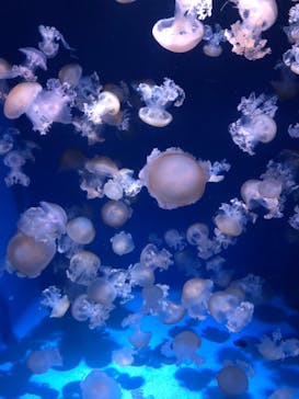 新江ノ島水族館に投稿された画像（2021/6/13）