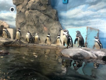 新江ノ島水族館に投稿された画像（2021/6/13）