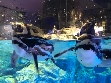 すみだ水族館に投稿された画像（2021/6/13）