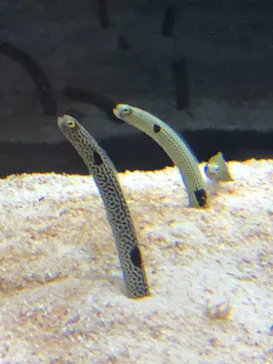 すみだ水族館に投稿された画像（2021/6/13）