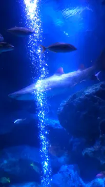 すみだ水族館に投稿された画像（2021/6/13）