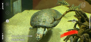 カワスイ 川崎⽔族館に投稿された画像（2021/6/13）