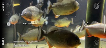 カワスイ 川崎⽔族館に投稿された画像（2021/6/13）