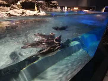 すみだ水族館に投稿された画像（2021/6/13）
